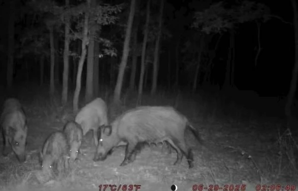 Фотоловушка BolyGuard SG520M-Q (37 MP) фото 7